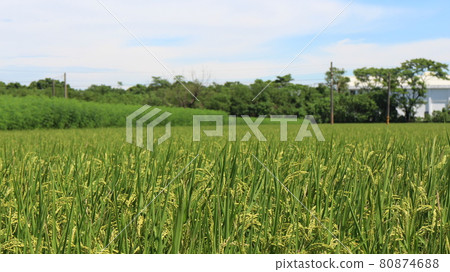 Green rice fields 80874688