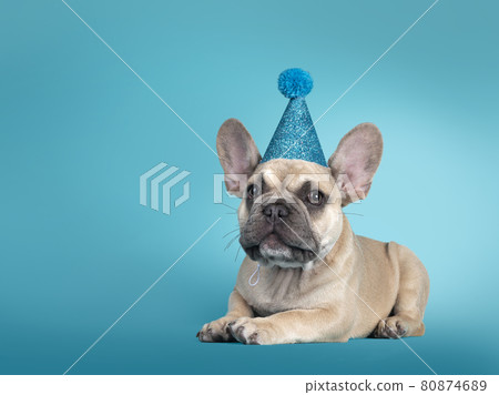 Young French Bulldog pup on turquoise background Young French Bulldog pup on turquoise background 80874689
