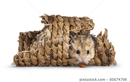 Fat tailed Gerbil on white background 80874706