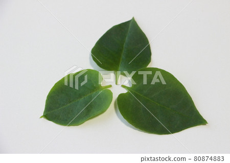Super vegetable Yunnan Hyakuyaku (Okawakame) 80874883