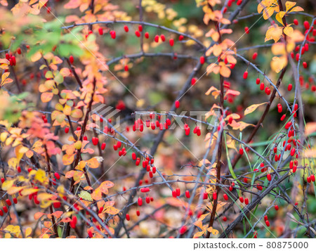 Red berries of barberry on a bush branch close-up. Barberry bush in the autumn garden. Red berries of barberry on a bush branch close-up. Barberry bush in the autumn garden. 80875000