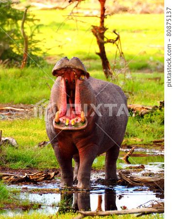 肯尼亞安博塞利國家公園的河馬 80875137