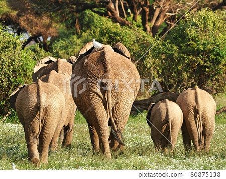 肯尼亞安博塞利國家公園的大象 80875138