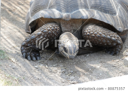 Aldabra giant tortoise 80875357