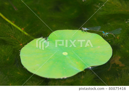 Lestes sponsa staying in the water lily of Tokurinji, Aioiyama, Tempaku-ku, Nagoya Lestes sponsa staying in the water lily of Tokurinji, Aioiyama, Tempaku-ku, Nagoya 80875416