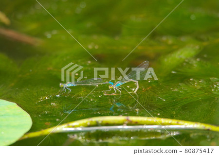 Lestes sponsa spawning in the pond of Tokurinji, Aioiyama, Tempaku-ku, Nagoya Lestes sponsa spawning in the pond of Tokurinji, Aioiyama, Tempaku-ku, Nagoya 80875417