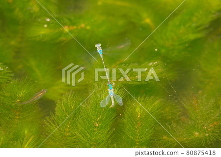 Lestes sponsa spawning in the pond of Tokurinji, Aioiyama, Tempaku-ku, Nagoya Lestes sponsa spawning in the pond of Tokurinji, Aioiyama, Tempaku-ku, Nagoya 80875418