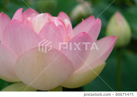 荷花特寫照片夏季素材 80875475