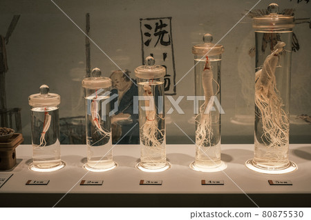 人參因多年栽培而發生的變化 人參因多年栽培而發生的變化 80875530