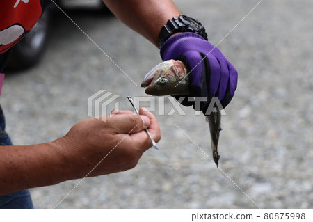 Where to pull out the needle of the caught rainbow trout 80875998