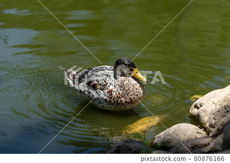 Portrait of a females of duck on the water 80876166