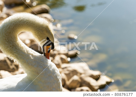 a white swan swims on a lake 80876177