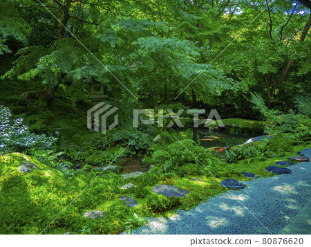 Kyo and fresh green 80876620