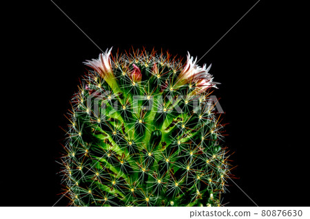 Small Flowering Cactus Isolated on a Black Background Small Flowering Cactus Isolated on a Black Background 80876630
