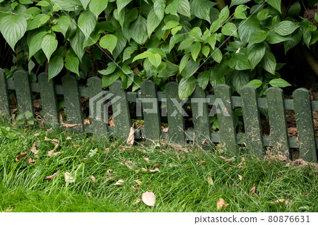 Shrubbery and Grass with Low Wooden Fence in a Garden Shrubbery and Grass with Low Wooden Fence in a Garden 80876631