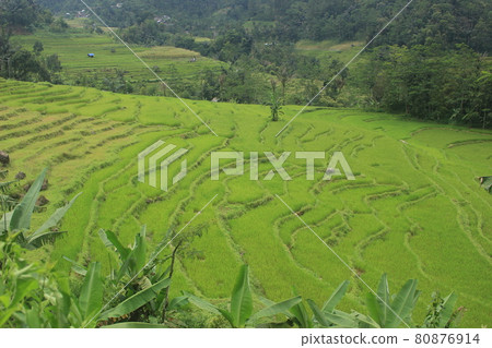 The natural scenery of rice terraces in the countryside is beautiful and peaceful. 80876914