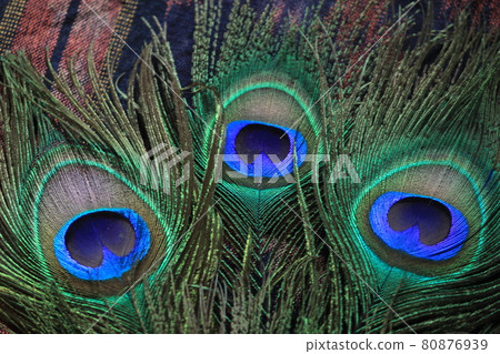 peacock feather detail and texture for fashion and decoration 80876939