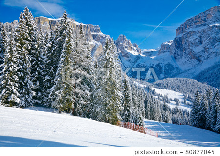 Fir trees on a mountain slope 80877045