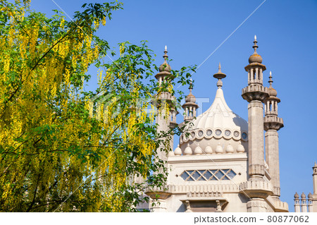 Blooming Laburnum tree in Royal Pavilion garden Brighton East Sussex Southern England UK 80877062