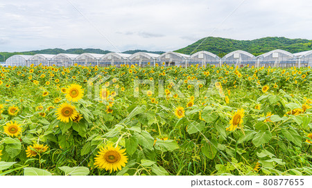 向日葵田和藍天的背景圖像 向日葵田和藍天的背景圖像 80877655