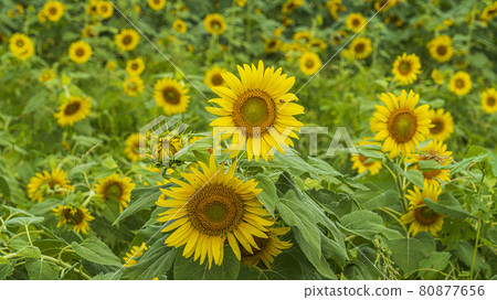 向日葵田和藍天的背景圖像 80877656