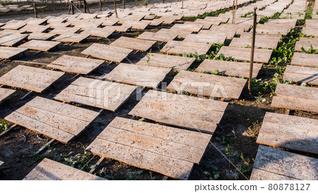 Field where snails are grown, boards protect animals from the sun 80878127