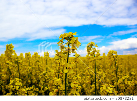 Yellow rapeseed flower with blue sky and white clouds. Peaceful nature. Beautiful background. Concept image. 80878281