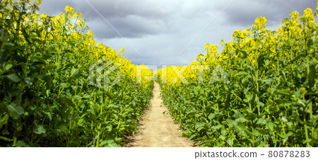 Clear path among the bio field with still growing up and unopened yellow flowers. Photo before the sunset hour. Peaceful nature. Beautiful background. Concept image. 80878283