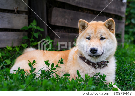 Shiba Inu puppy. Close-up outdoor portrait. Copy space. Shiba Inu puppy. Close-up outdoor portrait. Copy space. 80879448