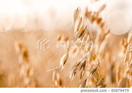 Golden ears of oat on the field. 80879479