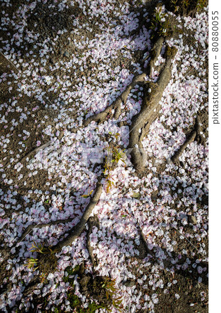 Cherry blossom petals scattered on the ground in the spring of Honmanji Temple 80880055