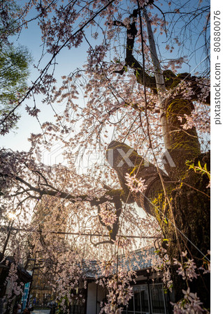 水花天滿宮的春天，垂枝櫻花上淡淡的春日陽光 80880076