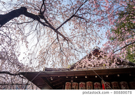 水花天滿宮的春天、垂枝櫻和大殿 80880078