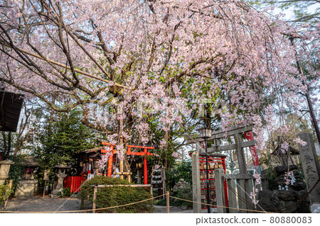水花天滿宮的春天，垂枝櫻花 80880083