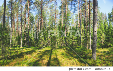 Sunny summer forest panorama 80880303