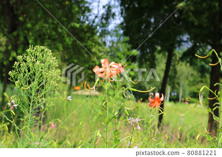 Lily of the valley 80881221