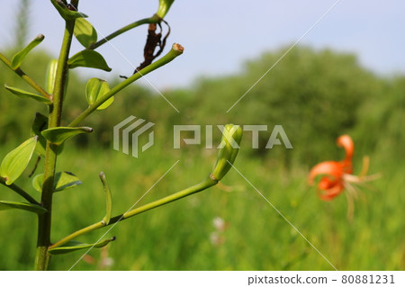 Lily of the valley 80881231