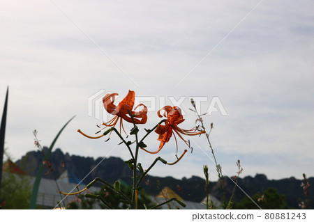 Lily of the valley 80881243
