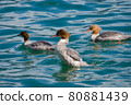 Flock of three common merganser (Mergus merganser) or goosander, a large seaduck of rivers and lakes in forested areas of Europe, Asia, and North America.  80881439