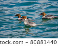 Flock of three common merganser (Mergus merganser) or goosander, a large seaduck of rivers and lakes in forested areas of Europe, Asia, and North America.  80881440
