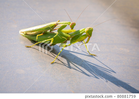 Mating of a pair of praying mantises. Close up of pair of European mantis or Praying mantis copulating in nature. 80881759