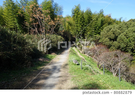 Lotus Temple Park 80882879