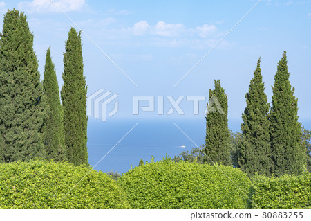 beautiful trees and shrubs on the background of the blue sea beautiful trees and shrubs on the background of the blue sea 80883255