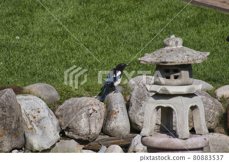 一隻喜鵲棲息在加拿大艾伯塔省賈斯珀的岩石上 一隻喜鵲棲息在加拿大艾伯塔省賈斯珀的岩石上 80883537