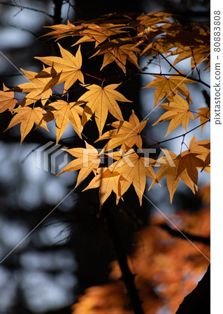 Backlit yellow leaf maple 80883808