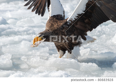 Shiretoko winter 80883928