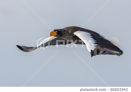 知床冬天 80883943