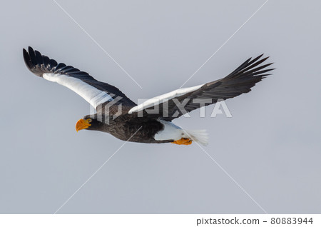 知床冬天 80883944