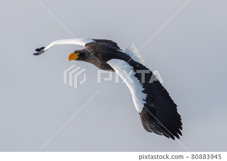 知床冬天 80883945