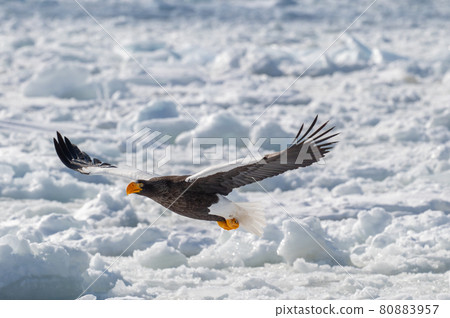 Shiretoko winter Shiretoko winter 80883957